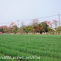 [彰化‧埤頭] 東螺溪(舊濁水溪)埤頭段沿岸木棉花道