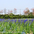 [彰化‧埤頭] 東螺溪(舊濁水溪)埤頭段沿岸木棉花道與大飛燕草花田