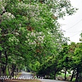 [彰化‧田尾] 東螺溪自行車道田尾段苦楝花道