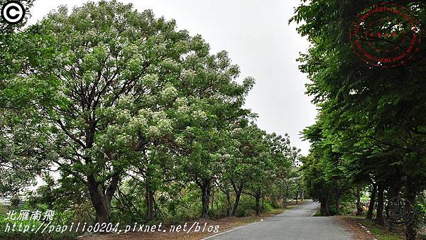 [彰化‧田尾] 東螺溪自行車道田尾段苦楝花道