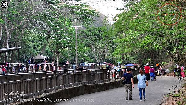 [彰化‧芬園]挑水古道桐花 2015.04.26