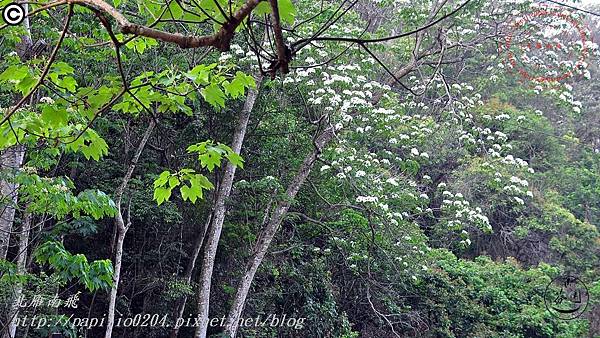 [彰化‧芬園]挑水古道桐花 2015.04.26