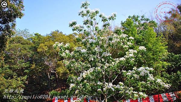 [彰化市] 福田社區賞桐花 2015.04.26