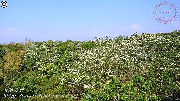 [彰化‧芬園]139縣道瑩光橋段賞桐花 2015.04.26