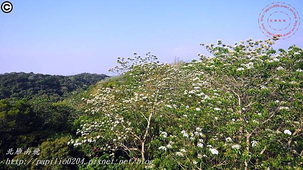 [彰化‧芬園]139縣道瑩光橋段賞桐花 2015.04.26