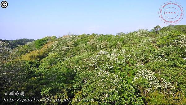 [彰化‧芬園]139縣道瑩光橋段賞桐花 2015.04.26