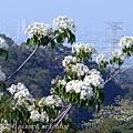 [彰化‧芬園]139縣道瑩光橋段賞桐花 2015.04.26