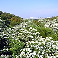 [苗栗‧銅鑼] 九華山天空步道油桐花