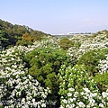 [苗栗‧銅鑼] 九華山天空步道油桐花