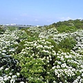 [苗栗‧銅鑼] 九華山天空步道油桐花