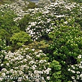 [苗栗‧銅鑼] 九華山天空步道油桐花