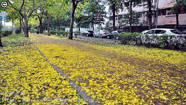 [台中‧南區] 興大路阿勃勒 2015