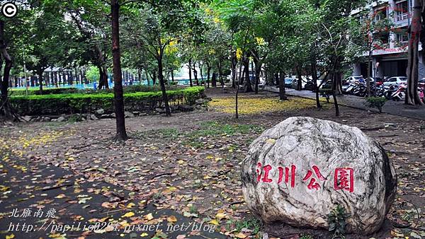 [台中‧南區] 江川公園阿勃勒 2015