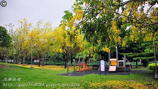 [台中‧南區] 江川公園阿勃勒 2015