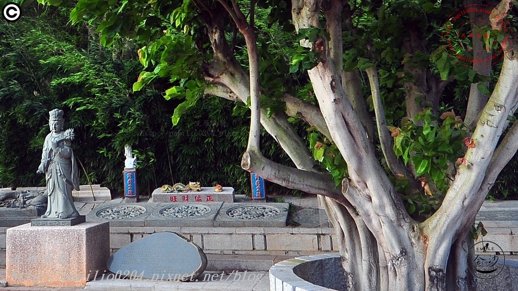 金門沙美大士宮地藏公園菩提樹神 金門沙美大士宮地藏公園菩提樹神