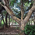 金門林務所百年菩提樹