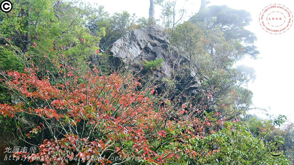 [台中‧和平] 大雪山森林遊樂區賞楓 2015.12.17