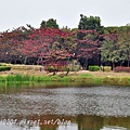 高雄都會公園景觀池旁欖仁樹紅葉