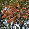 高雄都會公園大草原旁黃連木紅葉