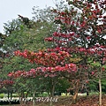 高雄都會公園景觀池旁欖仁樹紅葉