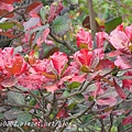 高雄都會公園景觀池旁欖仁樹紅葉