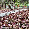 高雄都會公園內環園步道欖仁樹落葉景觀