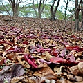 高雄都會公園內環園步道欖仁樹落葉景觀