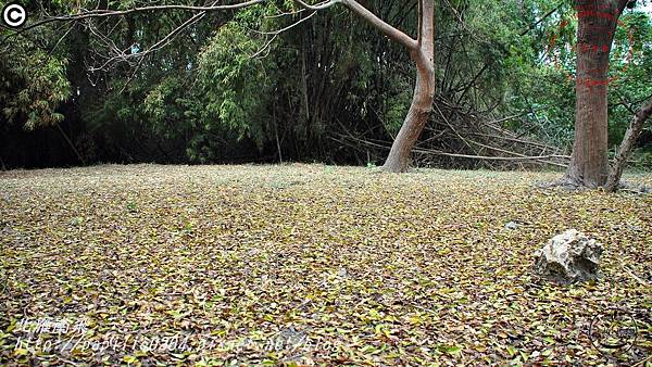 高雄都會公園環境教育館前臺灣欒樹落葉景觀