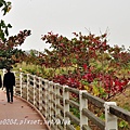 高雄都會公園環園步道欖仁樹紅葉