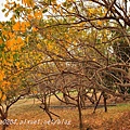 高雄都會公園後山無患子黃葉