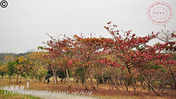 高雄都會公園環園步道欖仁樹紅葉