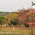 高雄都會公園後山欖仁樹紅葉與無患子黃葉