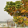 高雄都會公園後山掌葉蘋婆黃葉