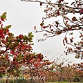 高雄都會公園後山欖仁樹紅葉與無患子黃葉