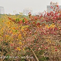 高雄都會公園後山欖仁樹紅葉與苦楝無患子黃葉