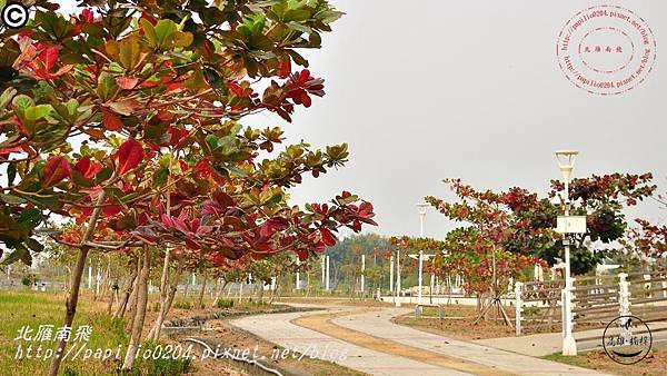 高雄都會公園後山欖仁樹紅葉與無患子黃葉