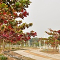 高雄都會公園後山欖仁樹紅葉與無患子黃葉