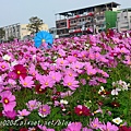 [台中‧大里] 大里溪沿岸花海