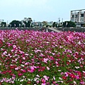 [台中‧大里] 大里溪沿岸花海