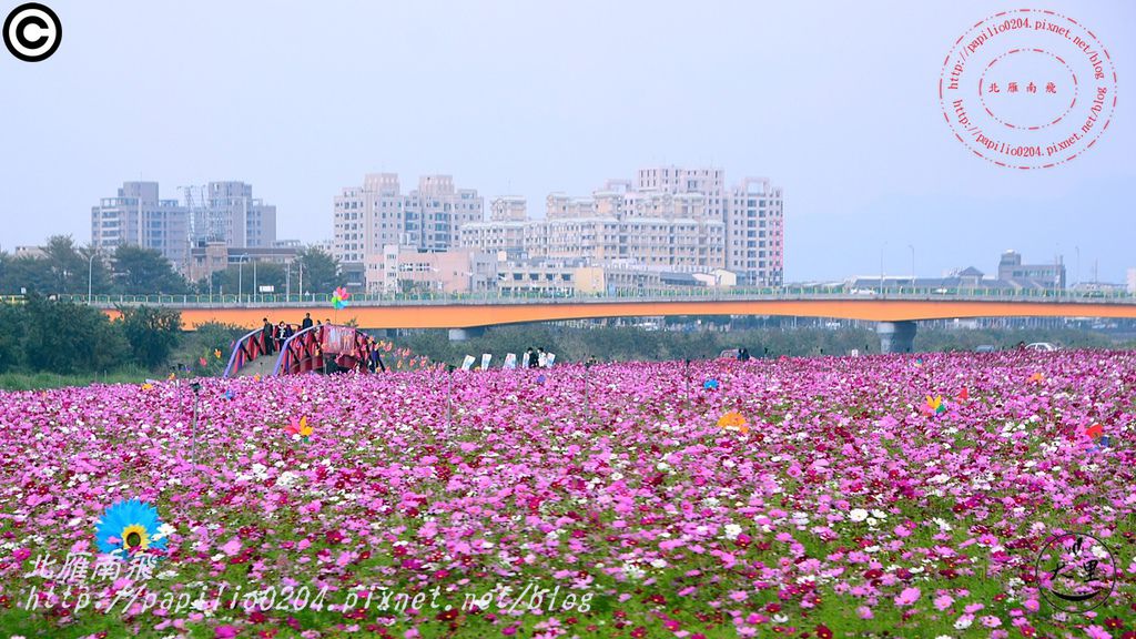 [台中‧大里] 大里溪沿岸花海
