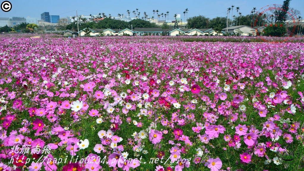 05大雅秀山張宅前波斯菊花海.JPG