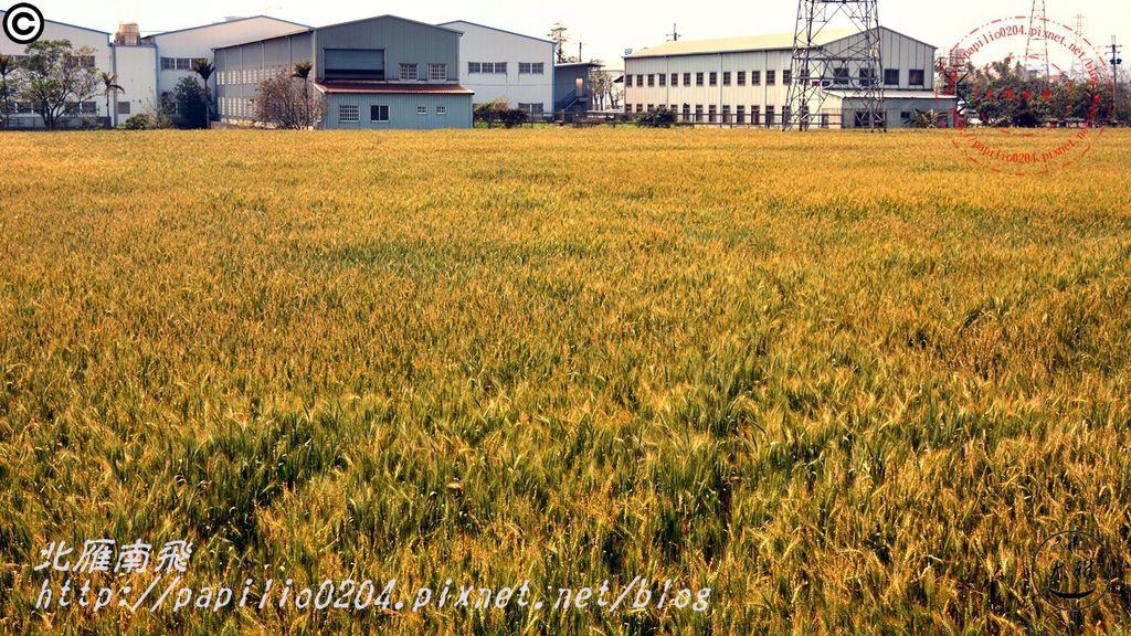 08大雅員林里麥田.JPG