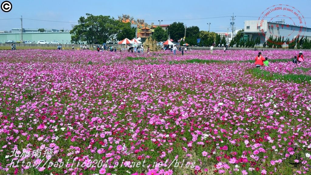 12大雅2016小麥文化節麥鄉嬉遊祭波斯菊花海.JPG