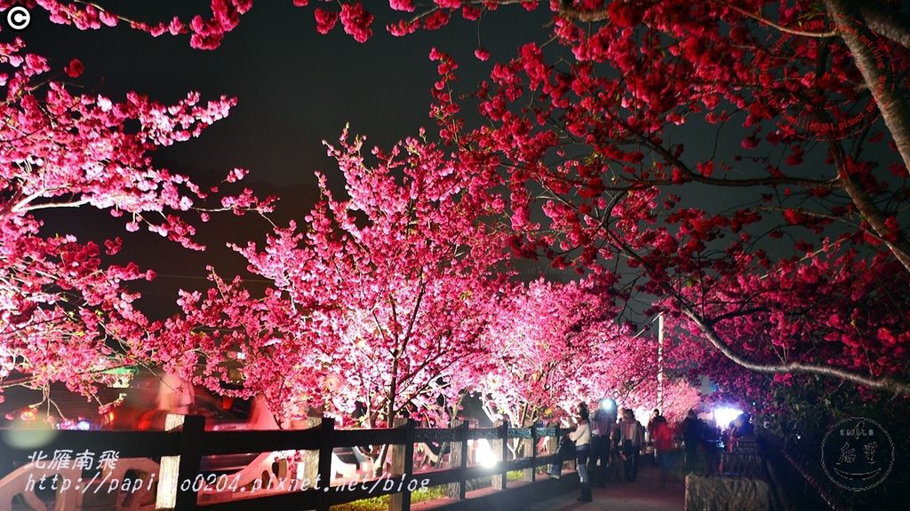 2016泰安派出所夜櫻13.JPG 2016泰安派出所夜櫻13.JPG