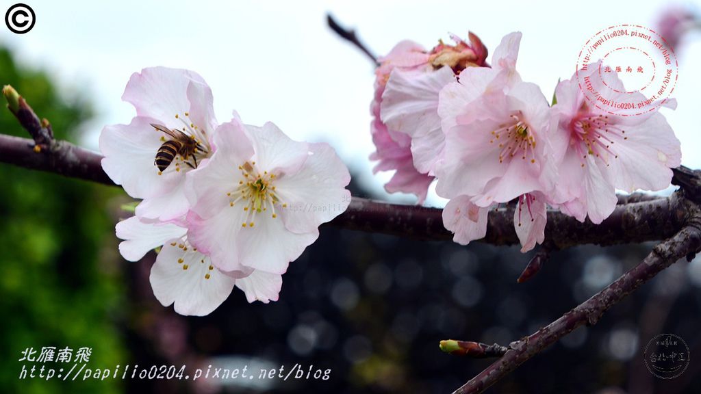 03中正紀念堂大寒櫻 2016.03.17.JPG