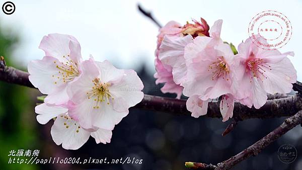 04中正紀念堂大寒櫻 2016.03.17.JPG