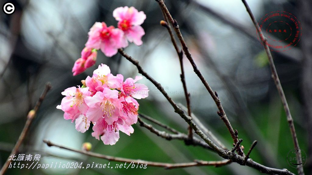 22中正紀念堂原生櫻花區未知種櫻花 2016.03.17.JPG