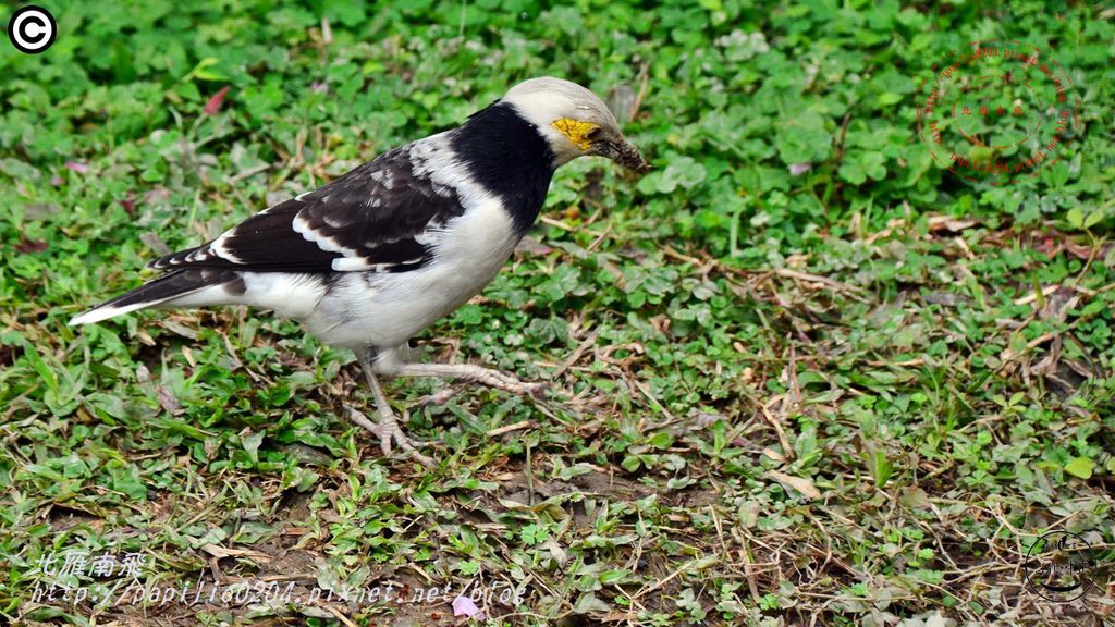 35黑領椋鳥.JPG