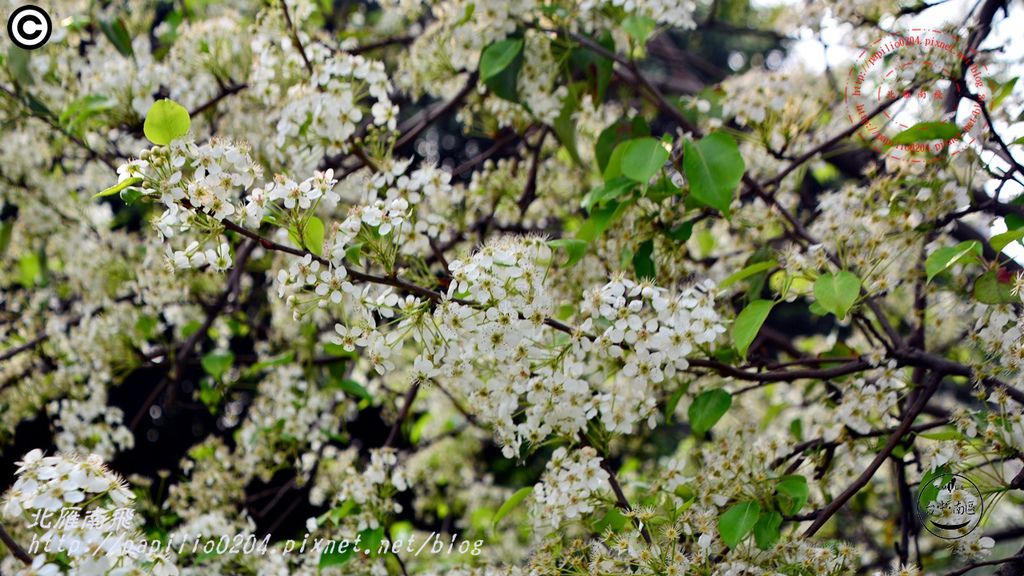 08中興大學豆梨開花.JPG