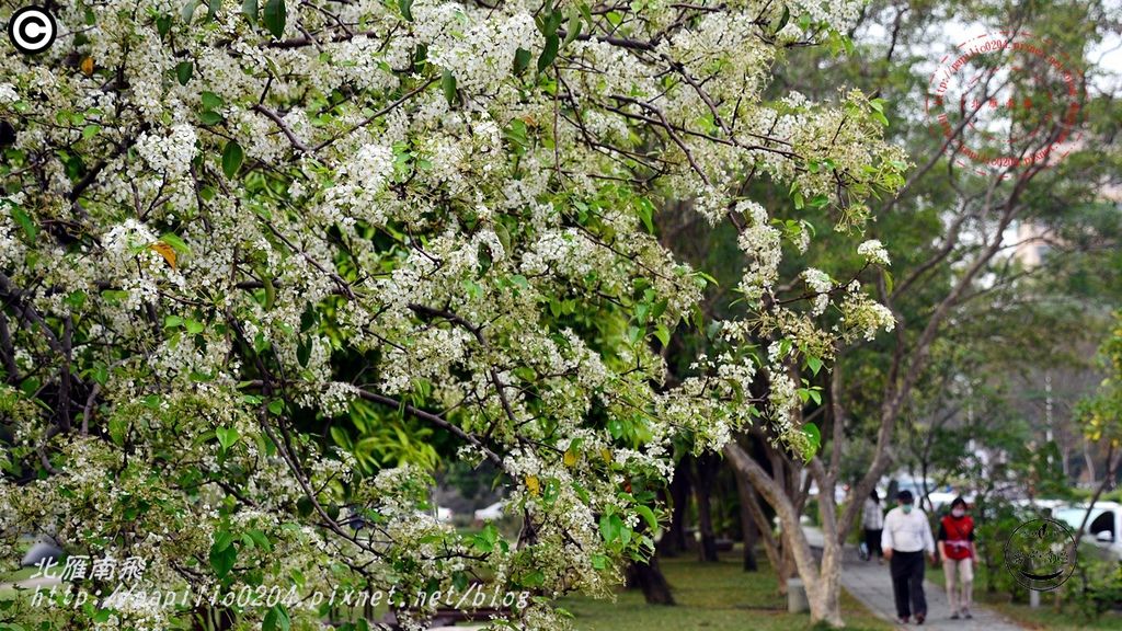 18中興大學豆梨開花.JPG